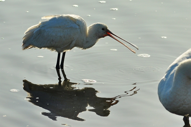 08 02 15_1425_edited-1.jpg - SPOONBILL - HOLES BAY, POOLE HARBOUR - 12.2.